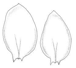 Plagiothecium lamprostachys, leaves. Redrawn from Ireland (1992).
 Image: R.C. Wagstaff © Landcare Research 2018 